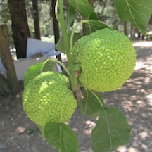 Tüplü Ender Tür Yalancı Portakal Ağacı maclura Pomifera Fidanı