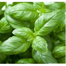 North Star Seed Yeşil Reyhan 2gr