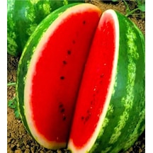 Galactica Karpuz Tohumu 10 Gr