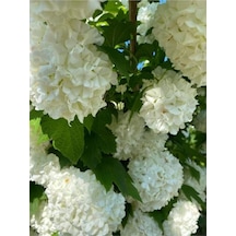 Kartopu Fidanı 50 70 Cm 1 Adet Saksılı Çiçekli Dış Mekan Bitkisi Viburnum