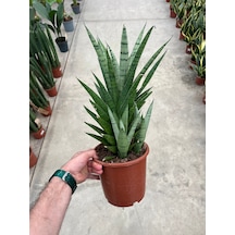 Sansevieria 'tough Lady' Paşa Kılıcı