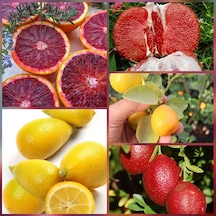 5 Li Aşılı Özel Narenciye Fidanı Pakedi Kan Portakal. Limequat.