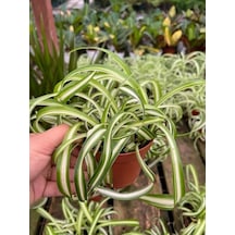 Serada Decor Plant Kurdele Çiçeği Çiçekli Bodur Bitki Chlorophytum Comosum 20-30cm