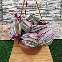 Serada Decor Plant Telgraf Çiçeği Alacalı Yapraklı Sarkaç Saksıda