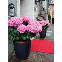 Videolu Pembe Ortanca 30 50 Cm 1 Adet Tüplü Çiçekli Bahçe Balkon Bitkisi Hydrangea Macrophylla