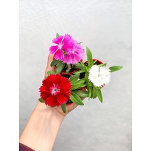 Mini Saksıda 2 Adet Çin Karanfili Bitkisi Çok Yıllık Bitki Srd