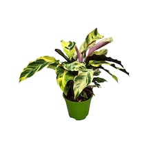 Calathea 'fusion Yellow' Dua Çiçeği Ø14 Cm Y35-40 Cm