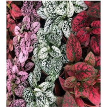 Videolu 3 Renk Tek Saksıda 1 Adet Hypoestes Bitkisi 20-40cm Saksılı Polka Dot Plant