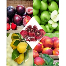 5 Çeşit Meyve Fidanı Nektarin , Yeşil Elma , Nar , K Erik , Ayva