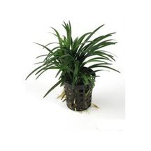 Ophiopogon Japonicus Nana 3 Kök