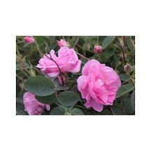 Aşılı Gül Fidanı Pembe 10-20 Cm