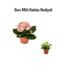 Çok Avantajlı Öğretmenler Gününe Özel Açık Pembe Kalanşo-emel Hanım Çiçeği Sarı Milli Hediyeli