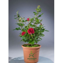 Kokulu Kırmızı Renk Yediveren Gül Fidanı 1 Adet Saksılı 30-50cm