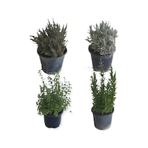 Aromatik Bitkiler, Mis Kokulu, 4'lü Mutfak Seti, Büyük Boy, Mercan Köşk, Lavanta, Biberiye, Kekik