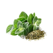 500+ Mercan Köşk Oregano Yeşillik Tohumu N112462