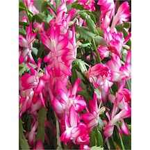 1 Adet Yılbaşı Çiçeği Fidanı 20-40cm Saksılı Poinsettia