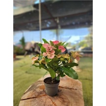 Japon Iğnesi Dikenler Tacı Euphorbia Milii Fidanı Saksılı 10-20 Cm