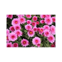 Pembe Kasımpatı Çiçeği Fidanı Saksılı 10-20 Cm