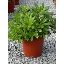 Yıldız Çalısı Pitos 25-35 Cm Saksılı Çiçekli Bodur Bitkiler Pittosporum Tobira