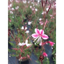 Gaura 2 Adet Lindheimeri Gavura Çiçeği 20-30cm Kırmızı Beyaz