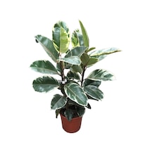 Ficus Elastica 'tineke' Kauçuk Çiçeği Ø24 Cm H90-100 Cm
