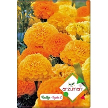 Kadife Çiçeği Tohumu 50 Adet Kokulu N111904