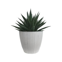 Gasterworthia Beyaz Sümela Saksıda