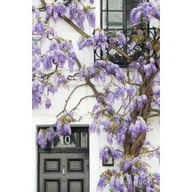 Mor Salkım Fidanı 3 Adet 80-100 Cm Sarılıcı Bitki