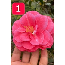 Mini Saksıda İri Goncalı Desire Kamelya Fidesi 5-10 Cm