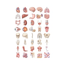 Anatomi Sticker Seti Renkli Kalem 40 Adet Organ İskelet Tıp Öğrencisi Ajanda Çıkartma Çok Renkli