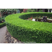 Şimşir Fidanı Buxus Sempervirens Rotundifolia 5 Adet