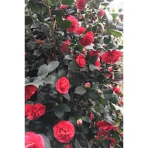 1.50 Cm Büyük Kamelya Çiçeği