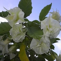 Katmerli Beyaz Brugmansia Meleklerin Borazanı Çiçeği Tohumu 5 To