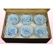 Rose Amor BLU-89 MAVİ  şoklanmış solmaz gül XL 1 KUTU (6 ADET GÜL