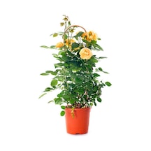 Videolu Mumyalı Aşılı Sarı Gül Fidanı 4 Mevsim Dikilir 1 Adet Tüplü/saksılı 10-15 Cm Yellow Rose