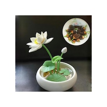5 Adet Tohum Nadir Bulunan Beyaz Su Lotusu Tohumu Lotus Çiçeği Lotus White Lotus Çiçek