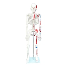 Kasları Gösterir İnsan İskeleti Modeli 85Cm