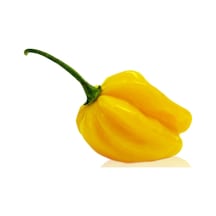 10+ Sarı Habanero Çok Acı Biber Tohumu