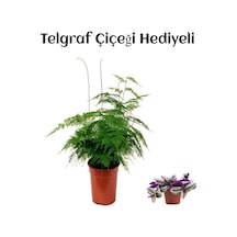 Tül Kuşkonmaz Çiçeği Sevgililer Gününe Özel Telgraf