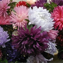 10 Adet Natural Chrysanthem Aster Mix Heirloom Tohumu