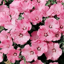 Lavatera Trimestris Regis Carmine Pamuk Çiçeği Tohumu 50 Tohum N113996