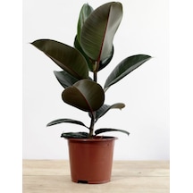 Kauçuk Bitkisi Yeni Açmış Yapraklı Gerçek Canlılık 20-45cm Ficus Elastica