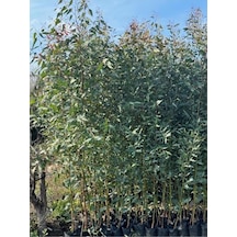 2 Adet, 3 Yaş Tüplü Hızlı Büyüyen,bataklık Kurutan Okaliptus Fidanı Boy 200-250 Cm