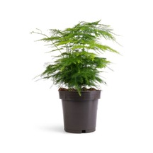 Kuşkonmaz Tül Çiçeği Asparagus Setaceus 1 Adet Saksılı 15-30cm