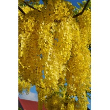 Sarı Salkım Fidanı Laburnum Anagyroides 1-2 Yaş