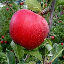 Gala Elma Fidanı Aşılı - 2 Yaş Tüplü 80-100 Cm