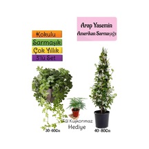 Kokulu Arap Yasemini+amerikan Sarmaşığı+tül Kuşkonmaz 3'lü Bahçe Seti