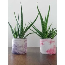 Aloe Vera Bitkisi 40-60 Cm