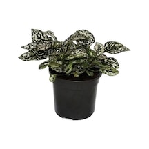 Hypoestes Phyllostachya Hostes Çiçeği Çilli Yaprak Güzeli Beyaz Benek