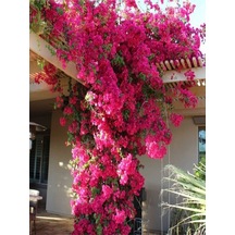 Pembe Begonvil Çiçeği 30 60 Cm 1 Adet Tüplü Çiçekli Iç/ Dış Mekan Bitkisi Bougainvillea